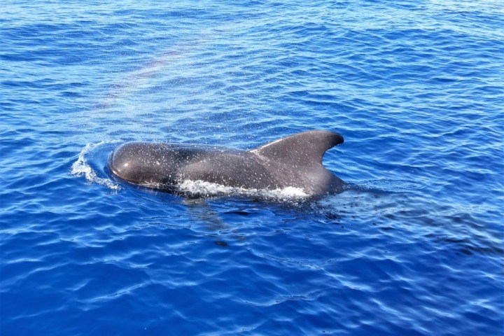 a whale swimming in a body of water