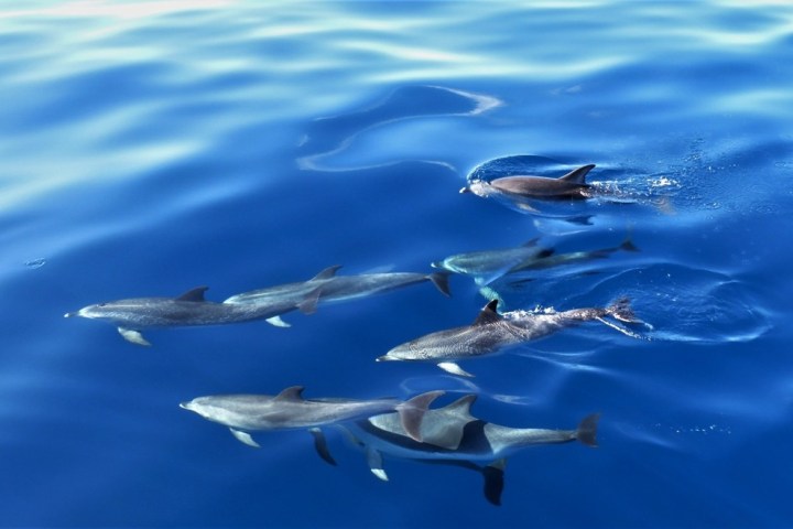 a flock of seagulls flying in the blue water